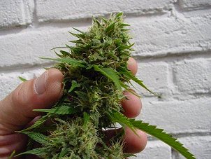 A Fine Citral Bud, close to harvest.