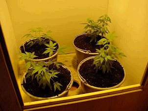 Four Female Citral Plants our selected.