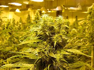 Large Scale Growroom: With automated nutrition & fertilizer you'll get.....