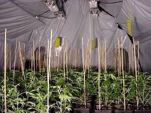 Loft Growroom: The Grower uses sticks to keep plants upright, strawberry netting could be used.