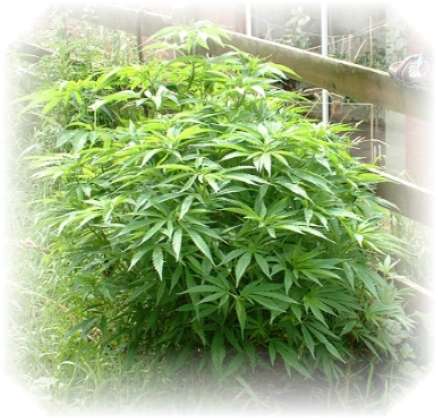 Rejuvenated <? echo $weed_Word1;?> plant
