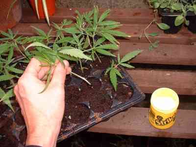 placing the cuttings in the pots